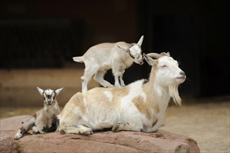 Close-up of domestic goat (Capra aegagrus hircus) mither with her kids on a rock in spring