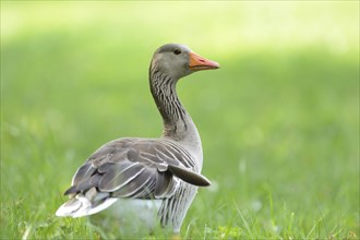 Portrait of a Greylag Goose (Anser anser) on a meadow in spring