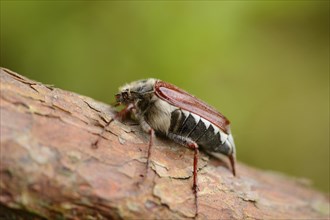 Close-up of a common cockchafer (Melolontha melolontha) in a forest in spring