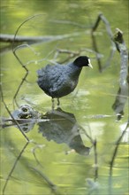 Close-up of a Eurasian Coot (Fulica atra) standing in the water in spring