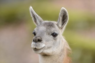 Portrait of a Guanaco (Lama guanicoe)