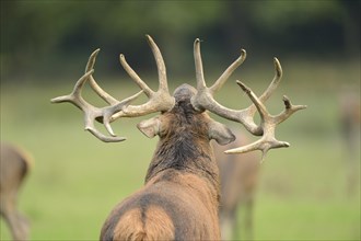 Close up of Red deer (Cervus elaphus) antlers