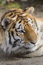Portrait of a Siberian tiger (Panthera tigris altaica)
