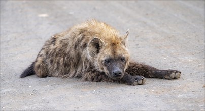 Spotted hyenas (Crocuta crocuta), adult, lying on the road, Kruger National Park, South Africa,
