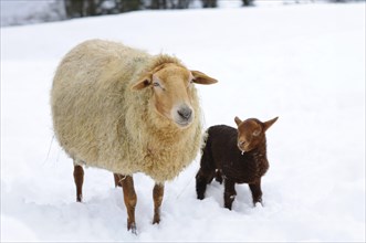 Sheep (Ovis aries) mother with a lamb standing in the snow, Germany, Europe