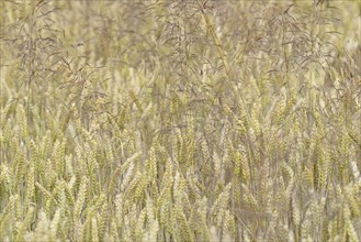 Cereal field, unseeded wheat (Triticum aestivum) interspersed with true grass (Poaceae), North