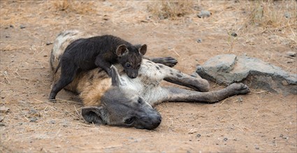 Spotted hyenas (Crocuta crocuta), adult female cuddling with young, lying down, Kruger National