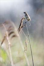 Sedge warbler (Acrocephalus schoenobaenus), Lower Saxony, Germany, Europe