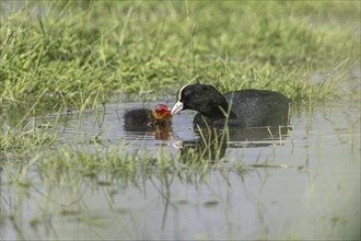 Common coot (Fulica atra) with juvenile, Lower Saxony, Germany, Europe