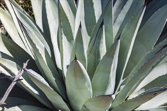 Agave americana, commonly called century plant, United States of America, USA, North America