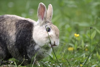 Rabbit (Oryctolagus cuniculus domestica), portrait, pet, grass, close-up of a rabbit eating a blade