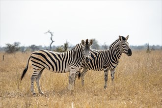 Two plains zebras (Equus quagga), group in tall grass, Kruger National Park, South Africa, Africa