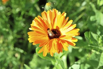 Vivid orange marigold with a bee in the centre, surrounded by green vegetation, flower meadow,