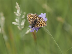 Queen of Spain fritillary (Issoria lathonia) in a meadow clover, near St. Andrae-Hoech, Sausal,