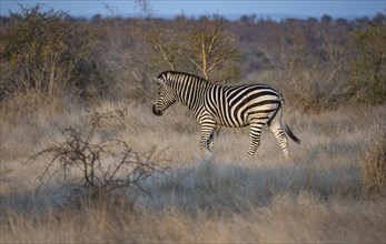 Plains zebra (Equus quagga) in the evening light, in dry grass, Kruger National Park, South Africa,