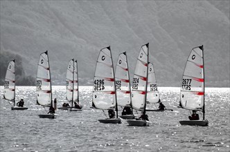 Many Sailing Boats with Numbers Making Competition on Alpine Lake Maggiore in a Sunny Day in