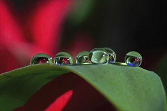 Several drops of water on a green leaf with red and green reflections create a lively visual effect