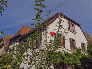 Historic half-timbered houses with floral decorations in Alsace, Wissembourg, France, Europe