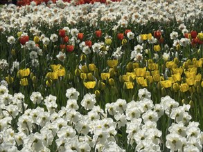 Flower bed with various Poet's Daffodil and tulips in white, yellow and orange, many colourful,