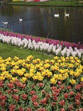 Colourful tulips swimming by a river with white geese, spring in the garden, many colourful,