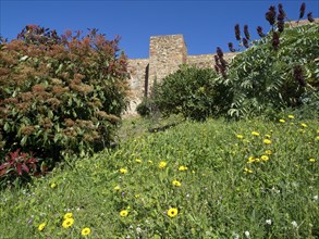 Blooming wildflowers and lush vegetation in front of an old castle wall under a clear blue sky, the