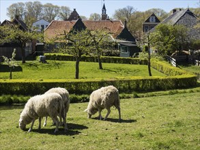 Three sheep grazing in a green meadow, in the background a village with gardens and trees under a