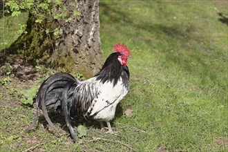 Domestic chicken (Gallus gallus domesticus), cock in a meadow, animal portrait, Hesse, Germany,