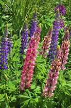 Lupins (Lupinus), Allgaeu, Bavaria, Germany, Europe