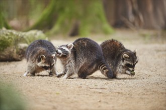 Close-up of common raccoon (Procyon lotor) in spring