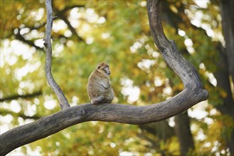 Barbary Macaque (Macaca sylvanus) sitting on a tree trunk in autumn, captive