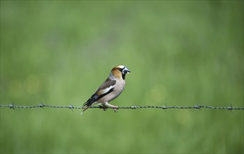 Hawfinch (coccothraustes coccothraustes) sitting on a barbed wire