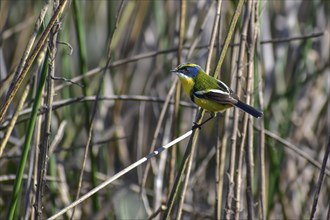 Multicoloured tachurite tyrant (Tachuris rubrigastra) in its natural habitat in the reeds, Buenos