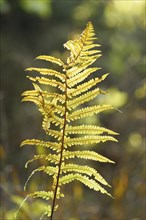 Close-up of a male fern (Dryopteris filix-mas) leaf in a forest in autmn