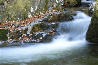 Detail of flowing waters of a little River in autumn in the bavarian forest, Bavaria, Germany,