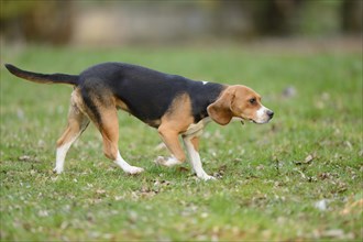 Close-up of a beagle dog in walking a garden in spring