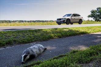 Dead badger on cycle path, Neuhardenberg, Brandenburg, Germany, Europe