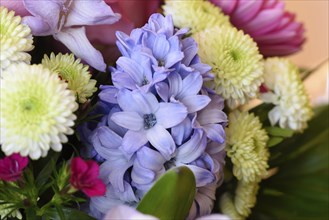 Close-up of a common hyacinth (Hyacinthus orientalis) in a bouquet