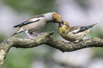 Hawfinch (Coccothraustes coccothraustes), feeding juveniles, Emsland, Lower Saxony, Germany, Europe
