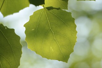 Close-op of European aspen (populus tremula) leafes in a forest in spring