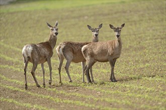 Red deer (Cervus elaphus) females on a fresh planted corn field