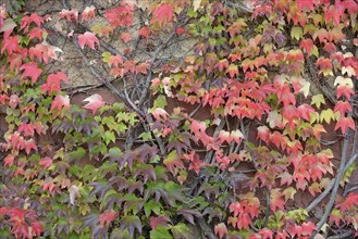 Wild Vine, Maiden Vine (Parthenocissus quinquefolia) with fruits and autumn leaves clinging to a