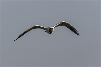 Black-headed Black-headed Gull (Larus ridibundus), flying, Lower Saxony, Germany, Europe