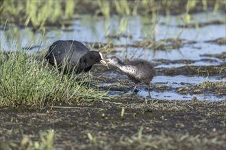 Common coot (Fulica atra) with juvenile, Lower Saxony, Germany, Europe