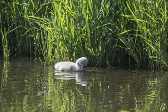 Young mute swan (Cygnus olor), Lower Saxony, Germany, Europe