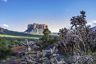 Flowering cholla cacti in an open valley in Sedona, Arizona, United States of America, USA, North