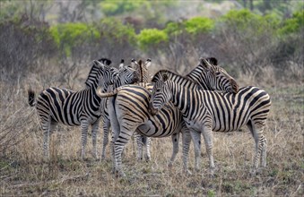 Plains zebras (Equus quagga), adults resting their heads on each other, Kruger National Park, South
