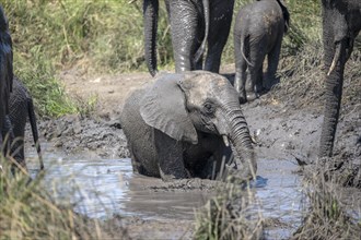 African elephant (Loxodonta africana), taking a mud bath, African savannah, Kruger National Park,