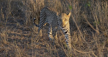 Leopard (Panthera pardus) running through dry grass, adult, in the evening light, Kruger National