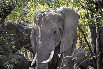 African elephant (Loxodonta africana), adult, animal portrait, Kruger National Park, South Africa,