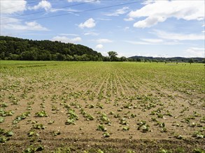 Pumpkin field at the edge of the forest, near Heimschuh, Styria, Austria, Europe